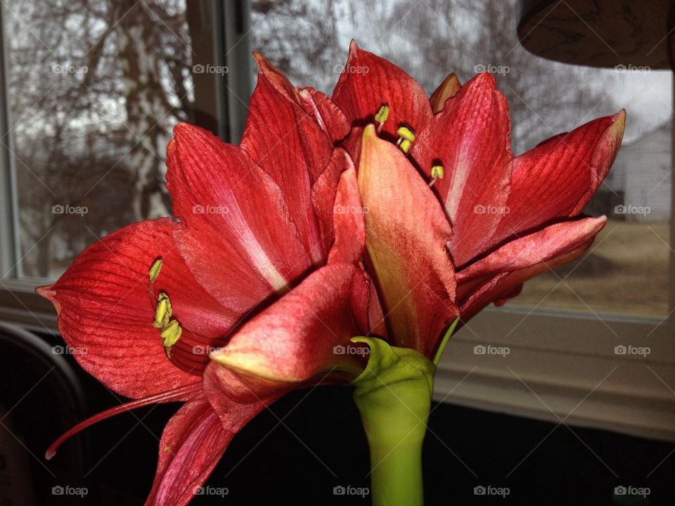 amaryllis6