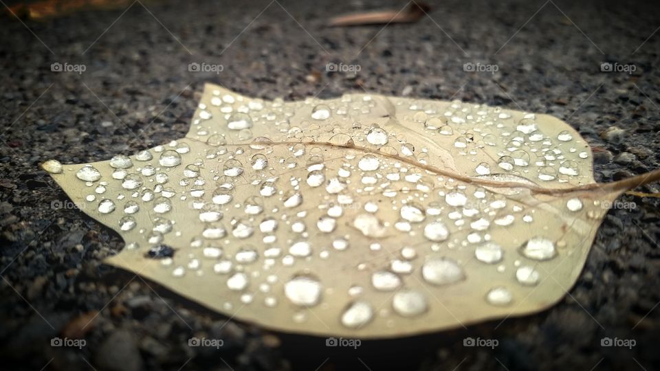 rain drops