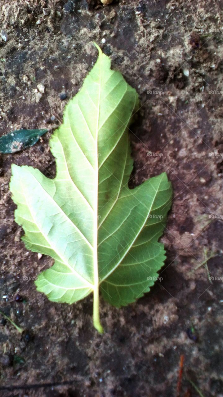 Leaf on the ground