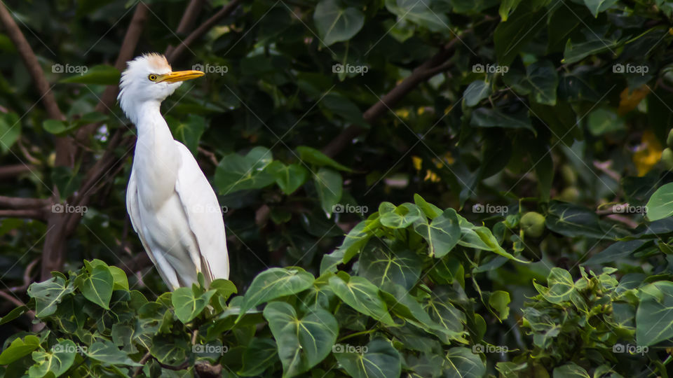 cattle egret