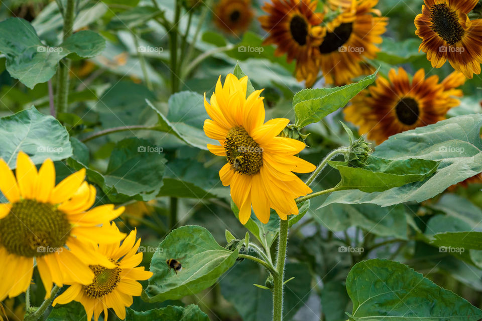 sunflowers bees and bumblebees