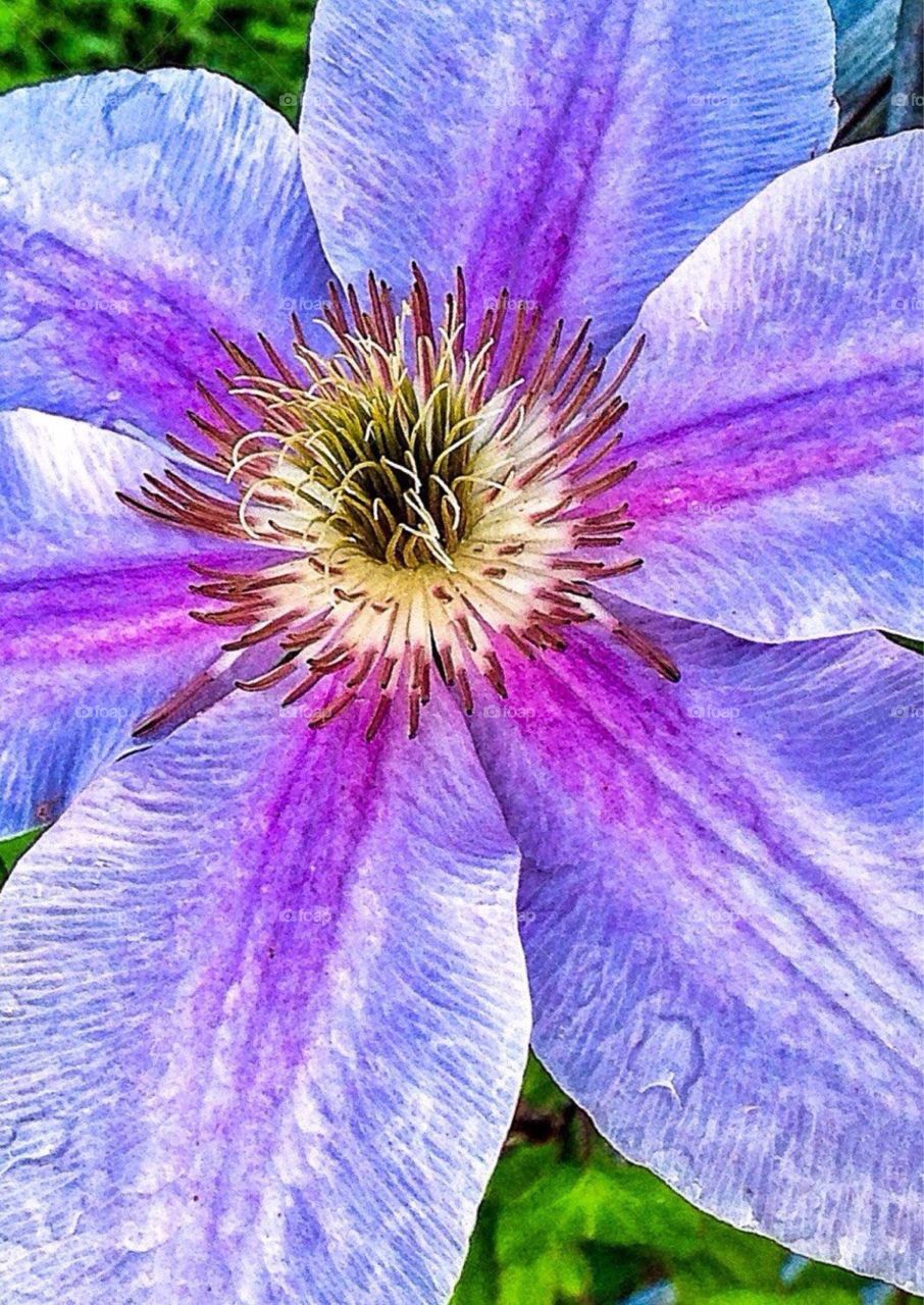 Clematis 