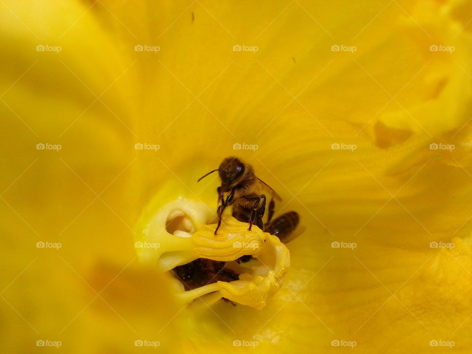 bee forage