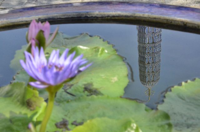 Pool, Lotus, Water, Lily, Flower