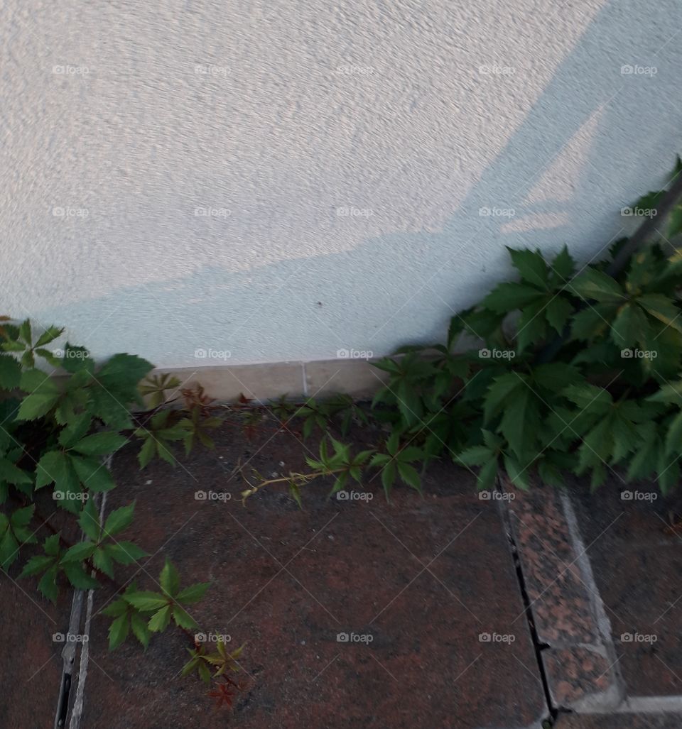 green virginia creeper  on a terrace at pink hour