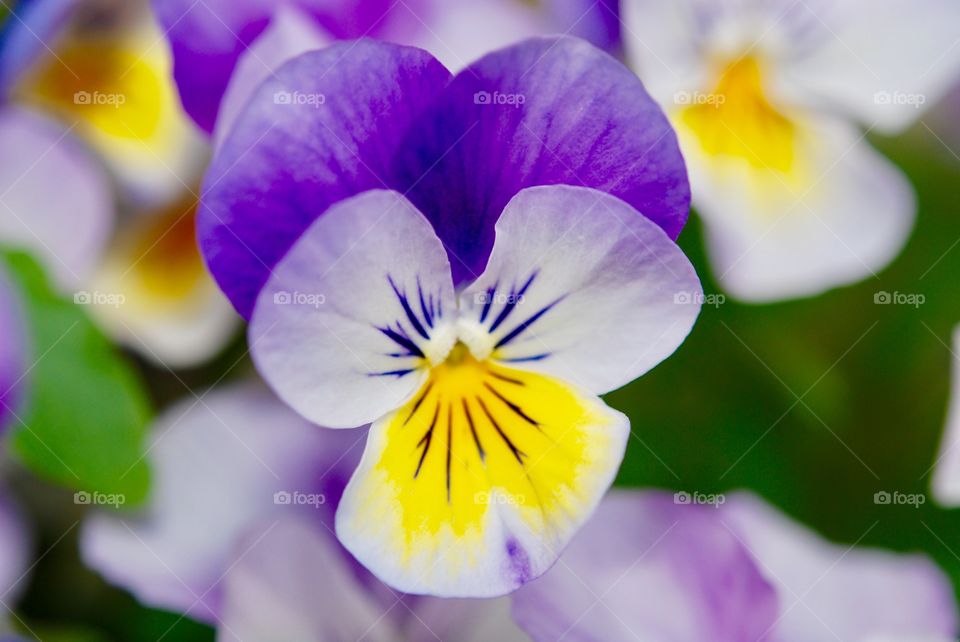 heartsease