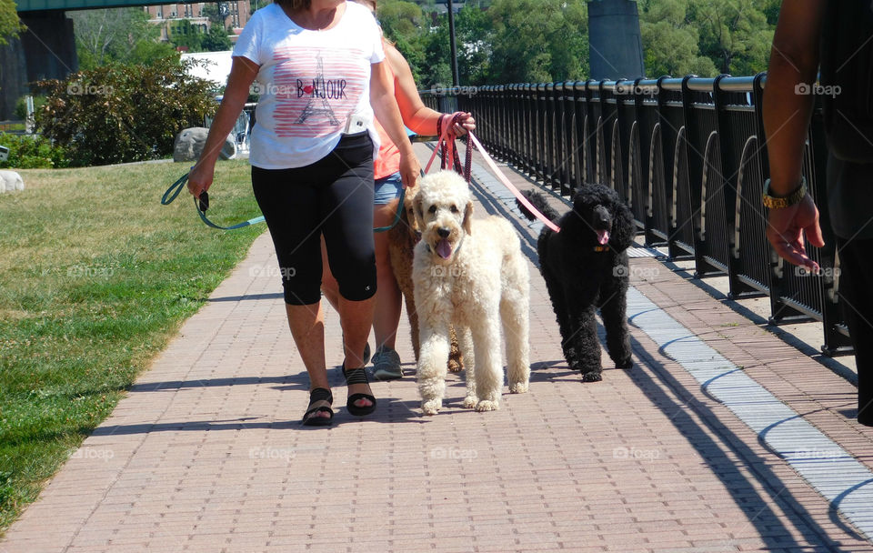 walking our dogs on a sunny day