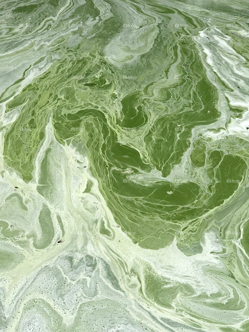 Algae scum