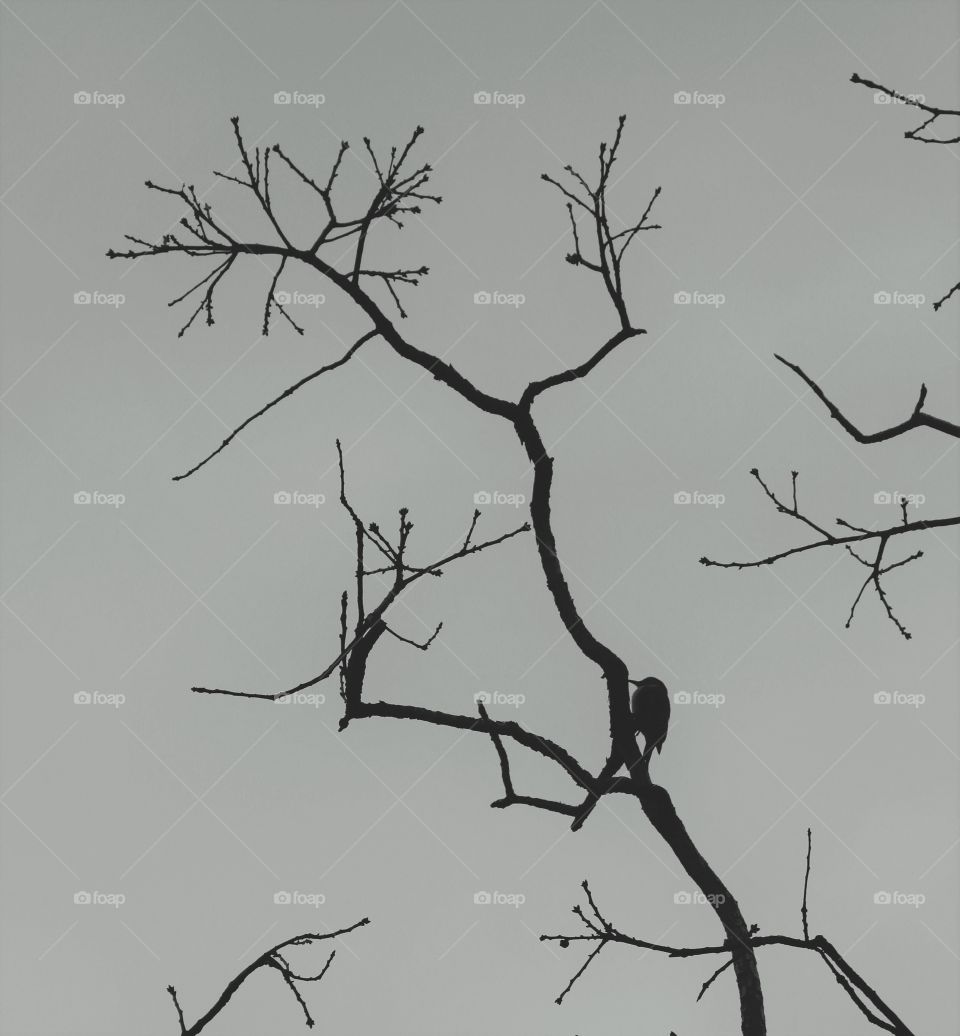 bird silhouette on barren tree