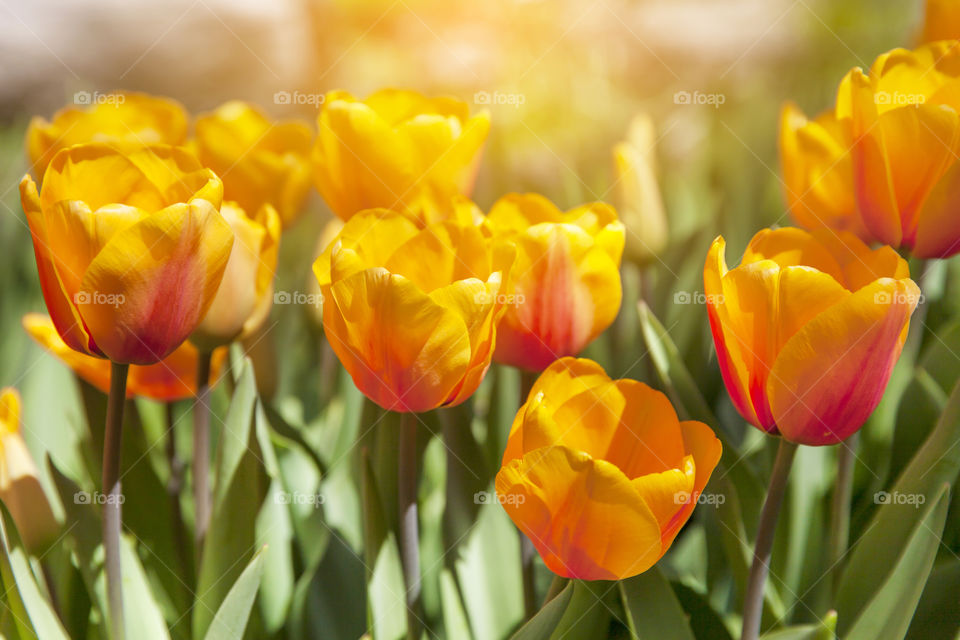 Colorful field of bright orange tulips in the garden in spring