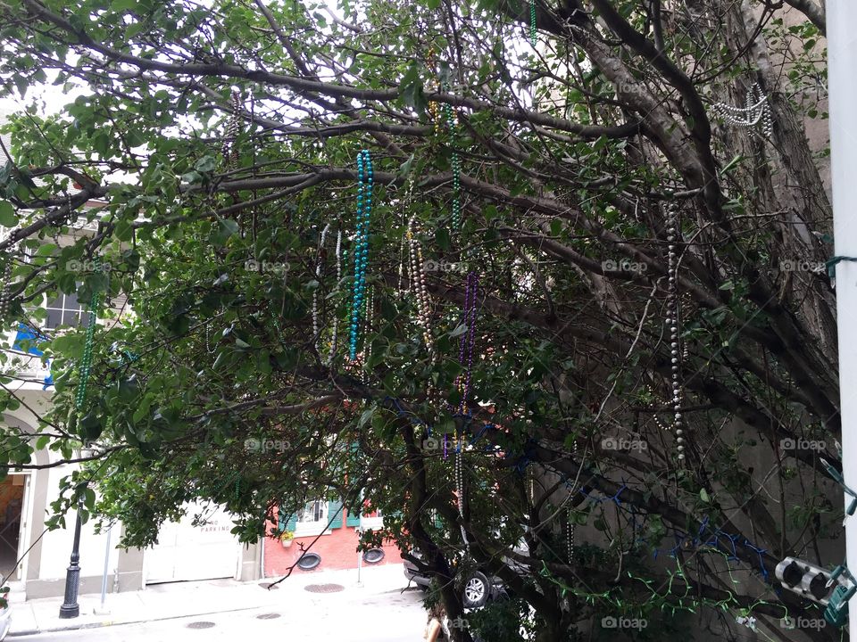 Mardi Gras Beads in Trees