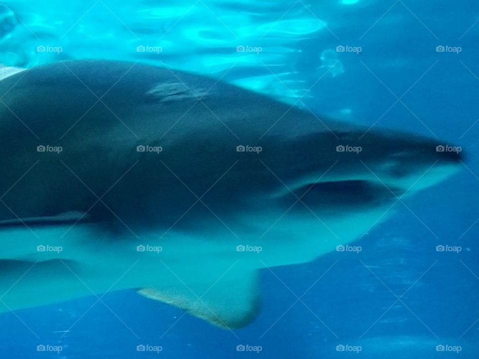 Shark in aquarium