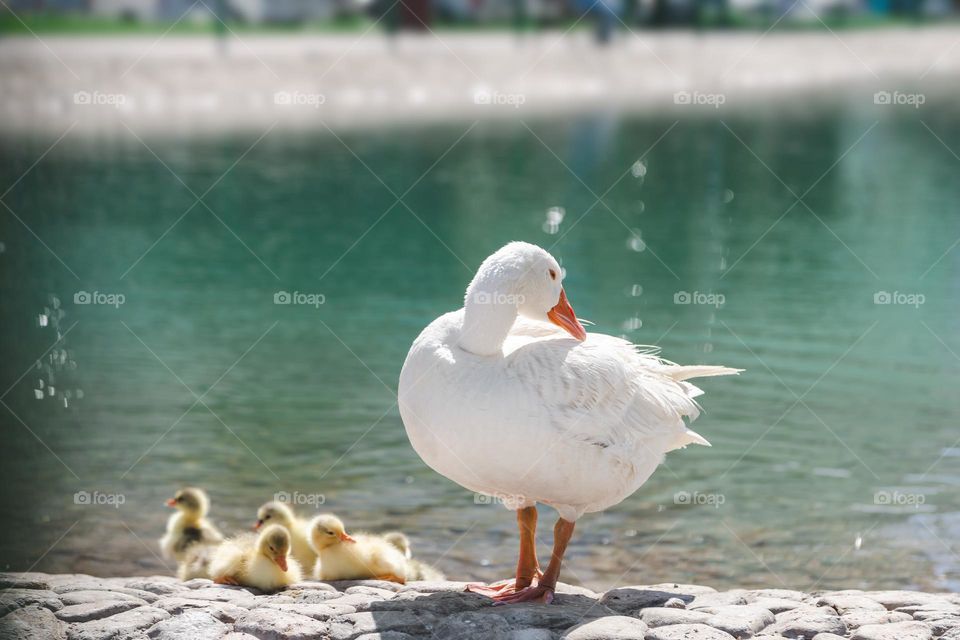 Family of ducks at the lake, summertime