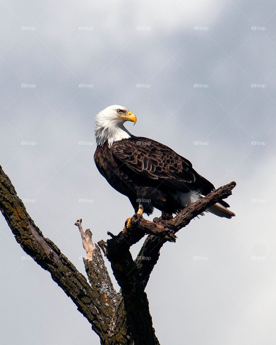 Bald eagle perched by smith lake