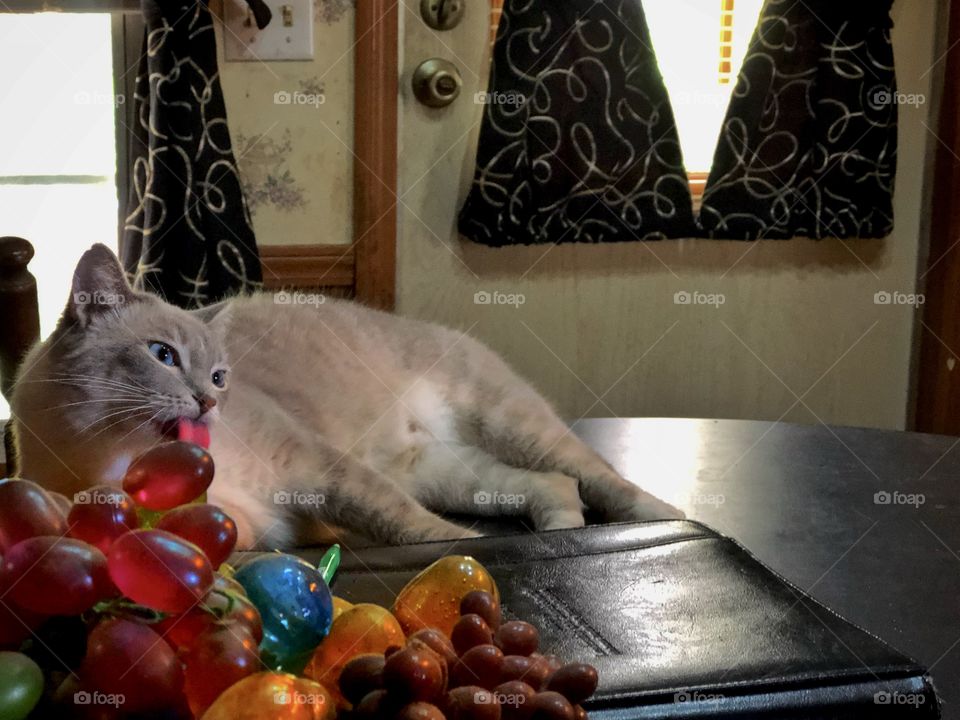 Cat On Table (Not my cat- my cats aren’t allowed on the kitchen table!)