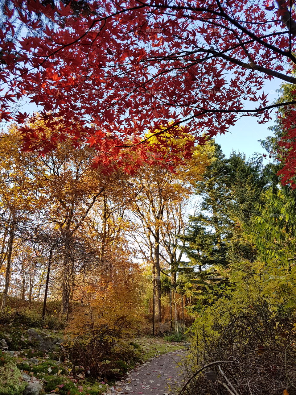 Autumn trees in forest