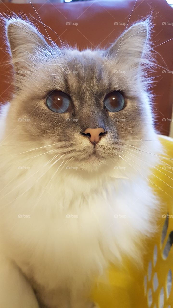 birma cat with blue eyes