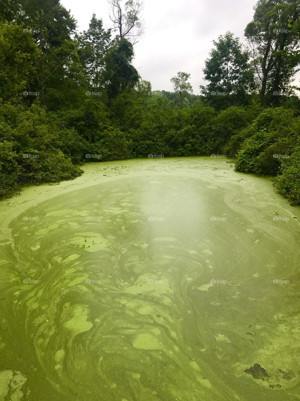 Algae