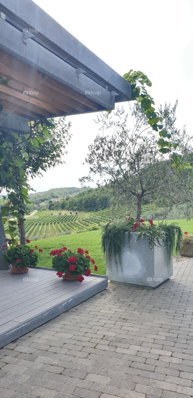 beautiful winery and wineyard