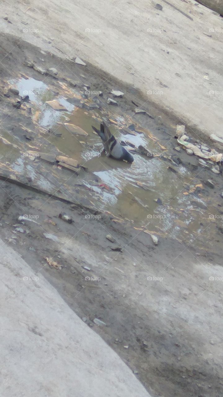 Dove drink floor water