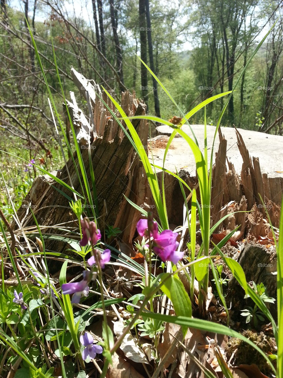 Spring in the forest