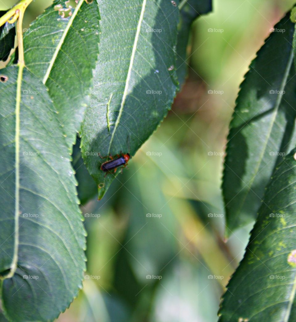 Beetle on plants