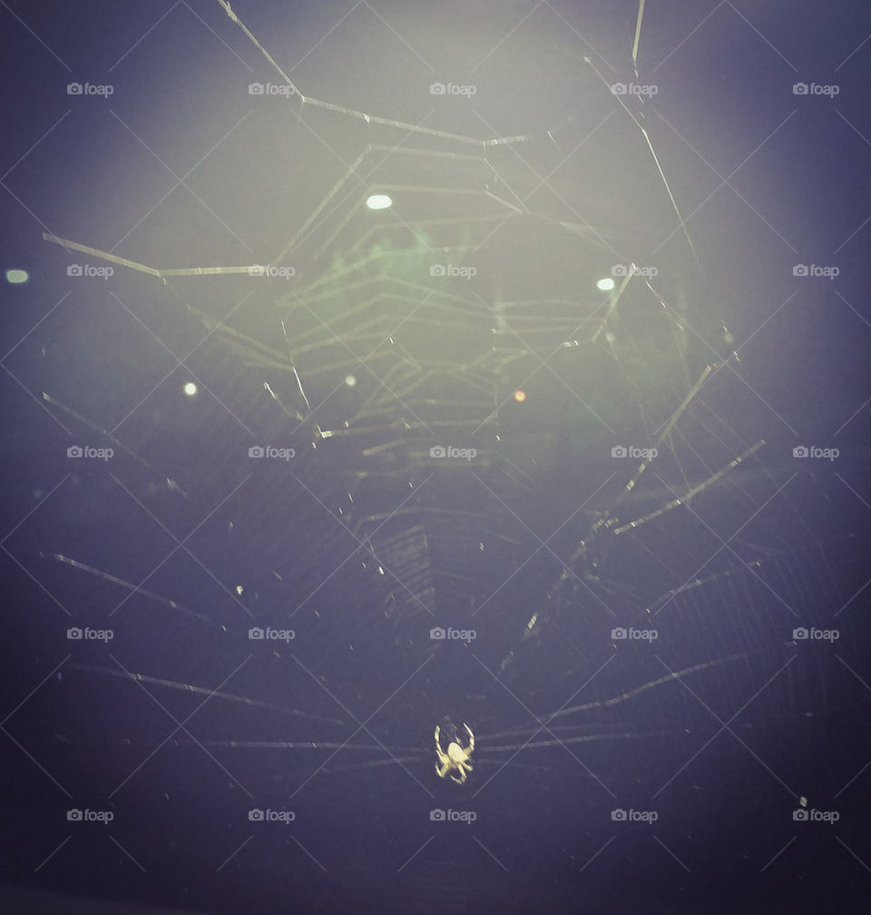 spider's web