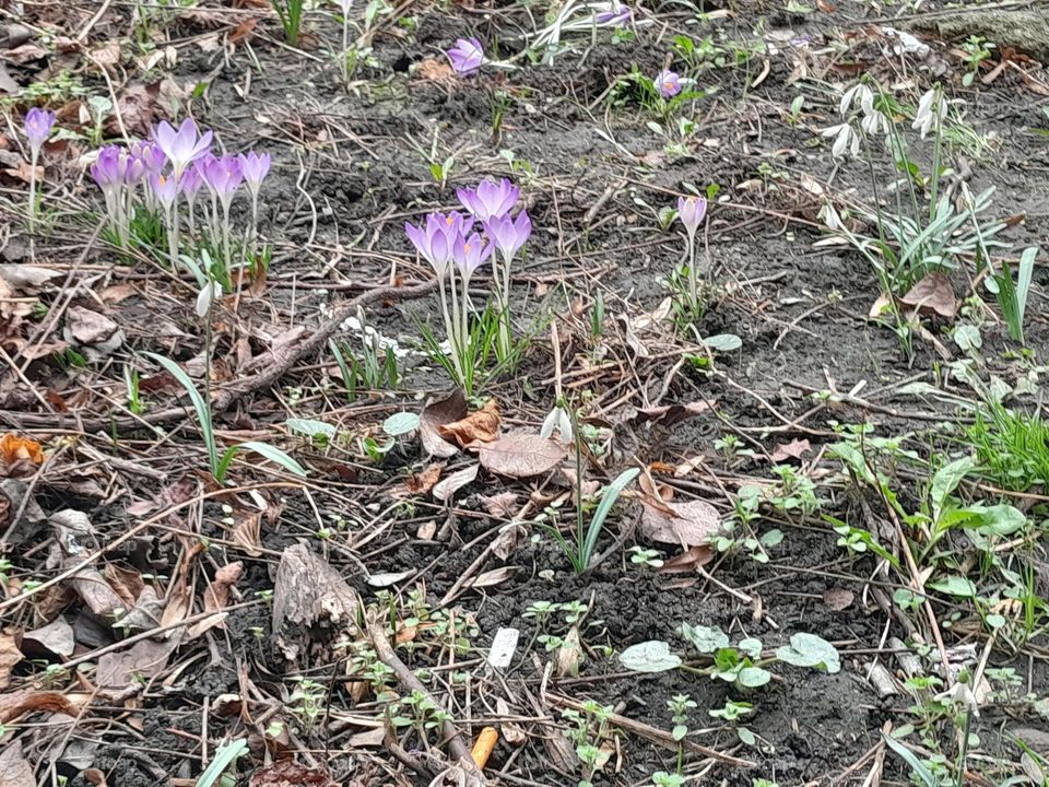 crocuses