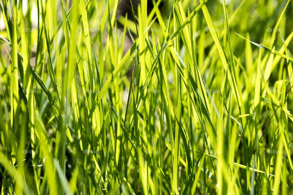 Grass close up background nature therapy amazing wildlife beautiful naturalism macro microcosmos super view
