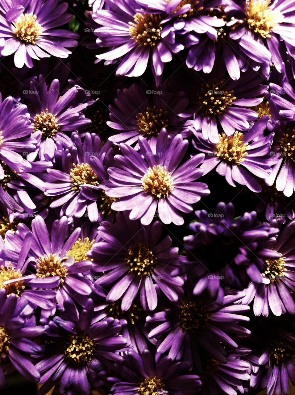 flowers plants purple art by chrisj