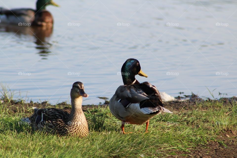 Duck, Bird, Waterfowl, Goose, Mallard