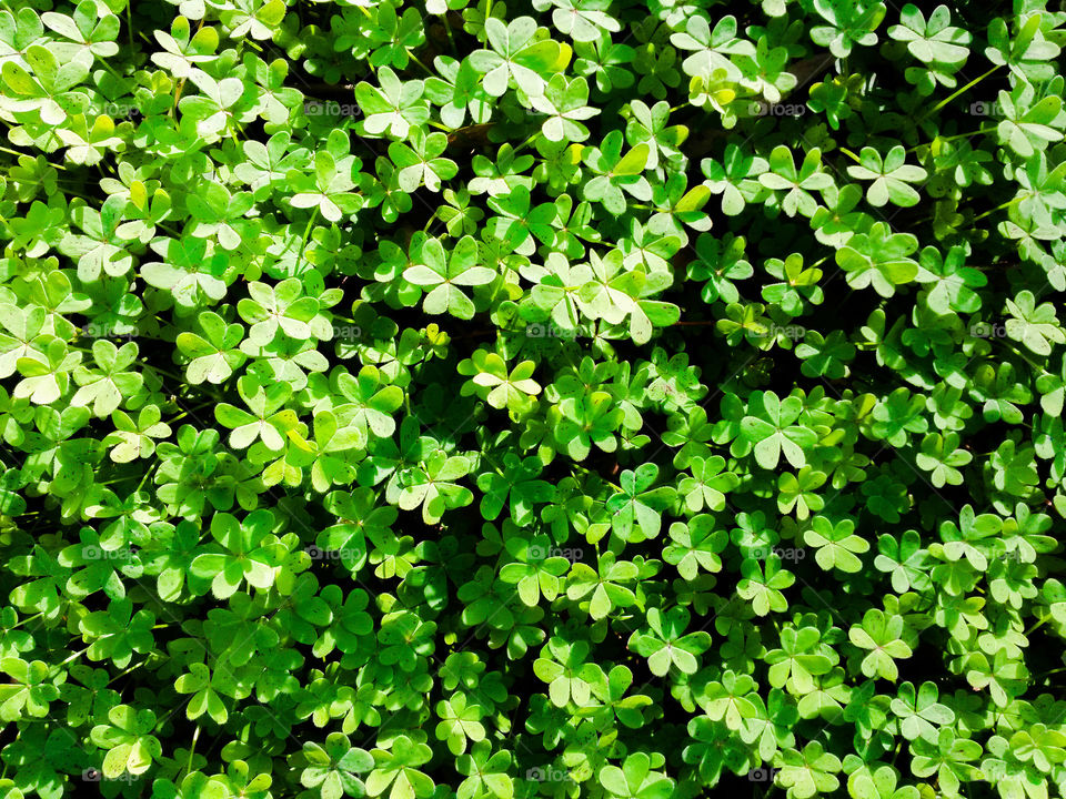 clovers