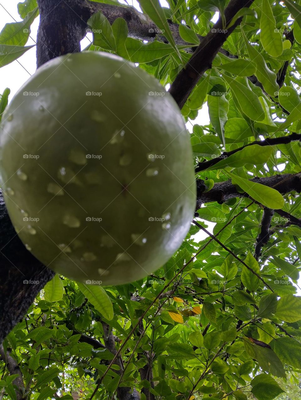 Calabash tree with fruits.