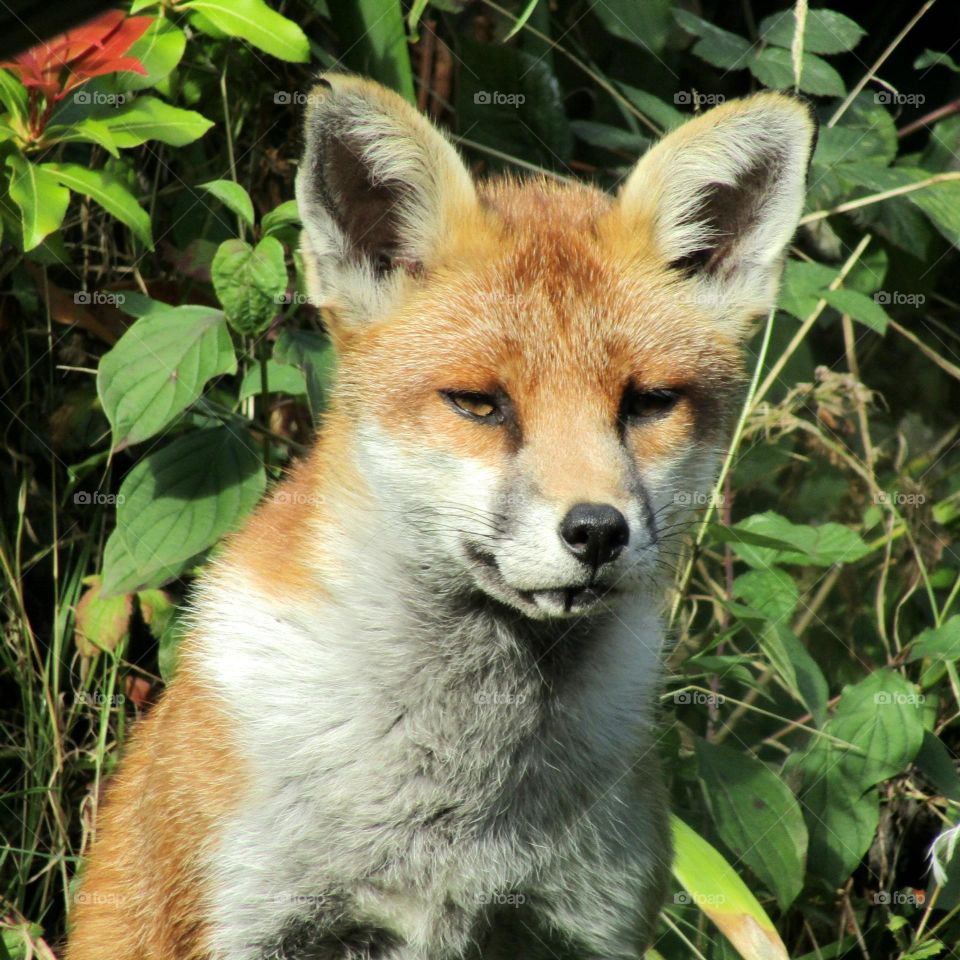 A very dusty-looking fox looking like perhaps he has rolled in mud and looks full of character and charm and been through the wars  🦊