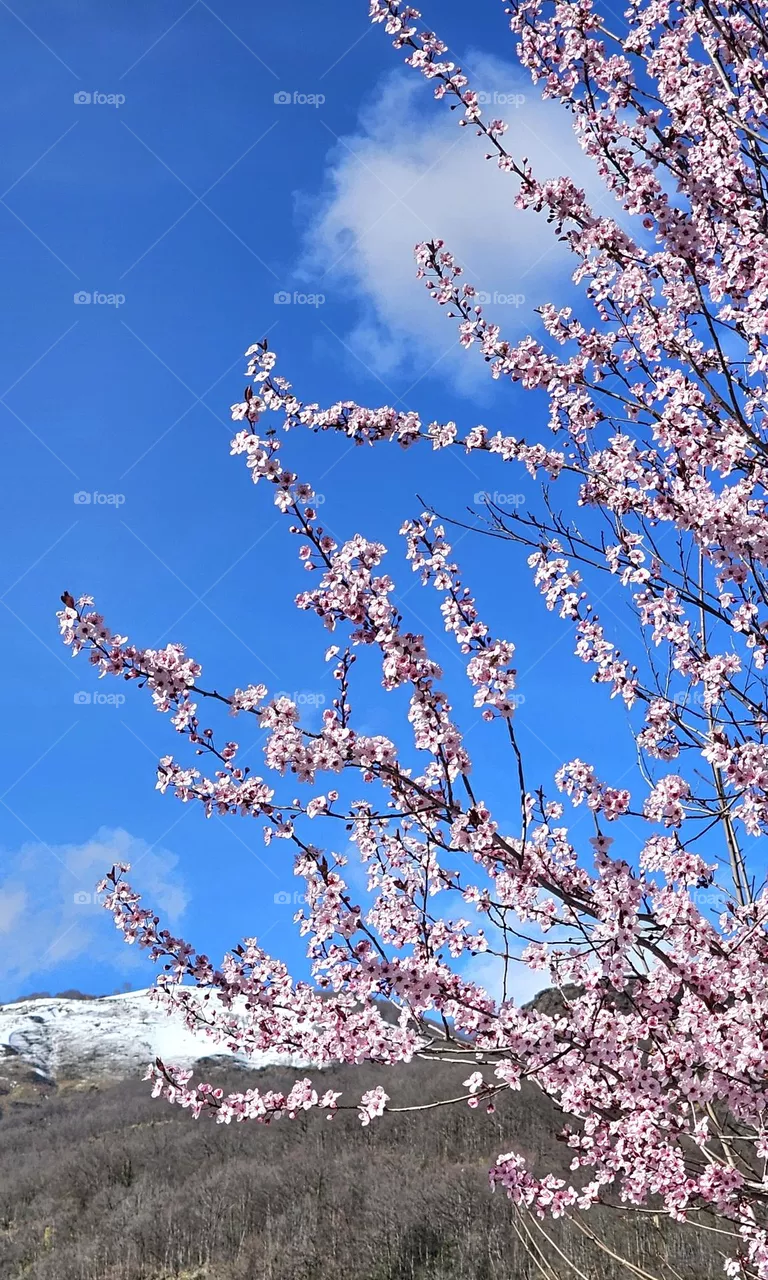fleurs et montagne