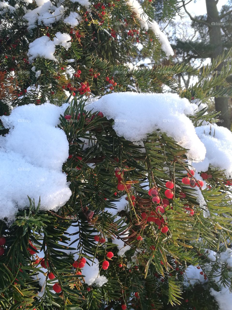 Snow-capped branch