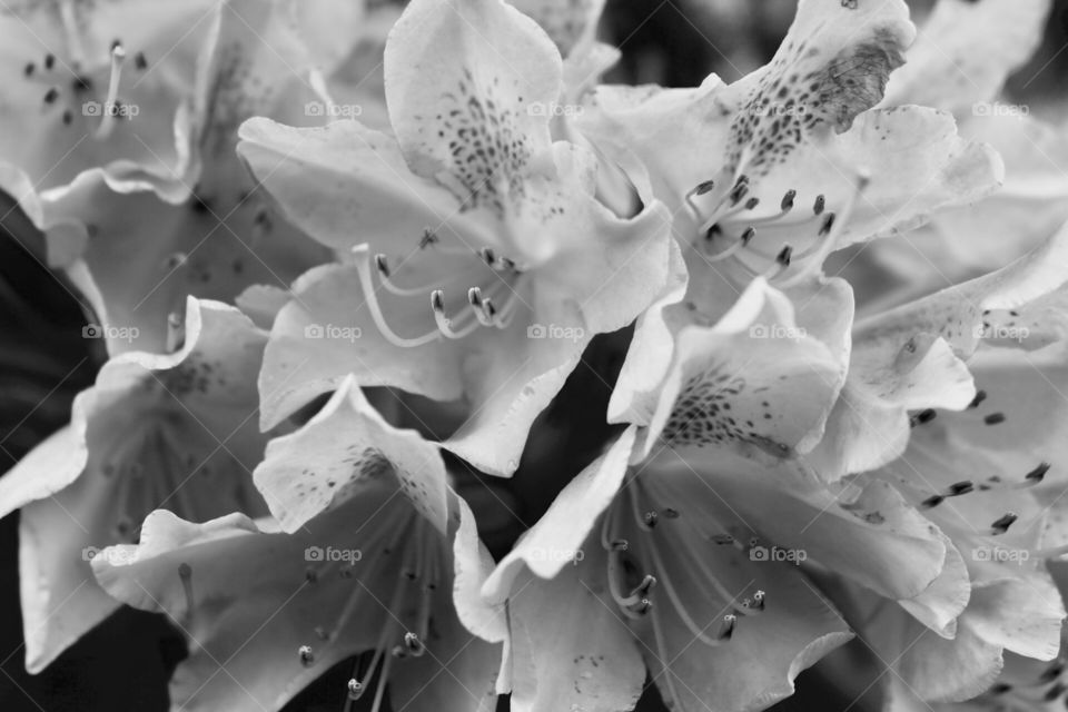 Close-up black and white petals