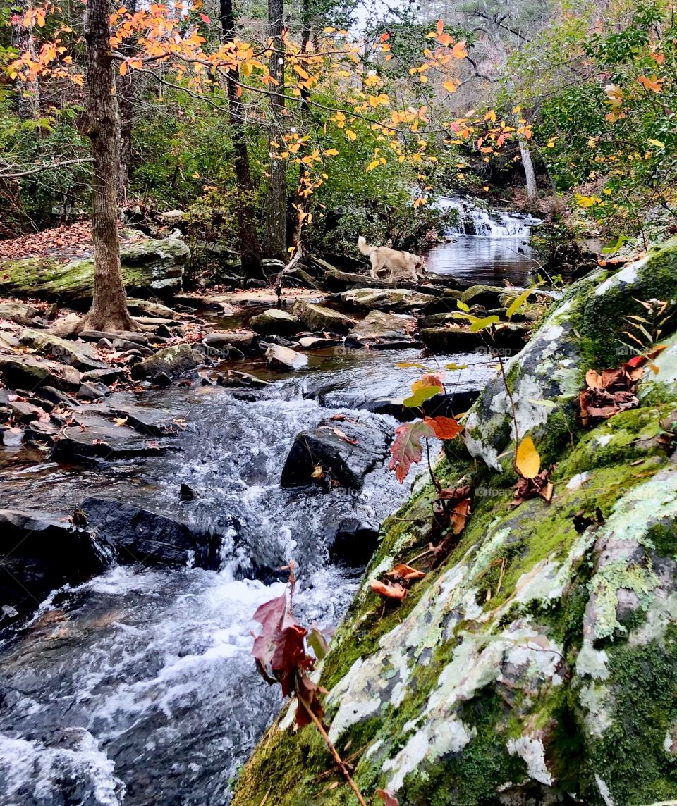 Dog crossing fast flowing creek in forest 