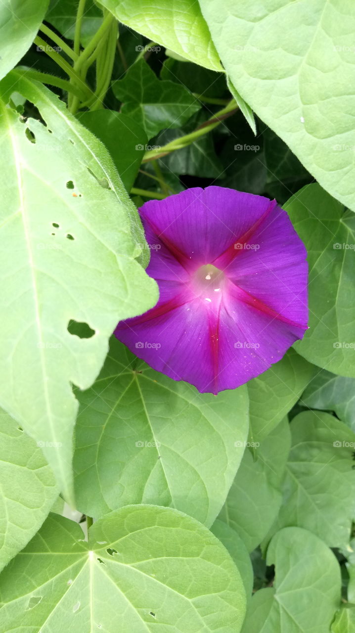 Trichterwinde - morning glory