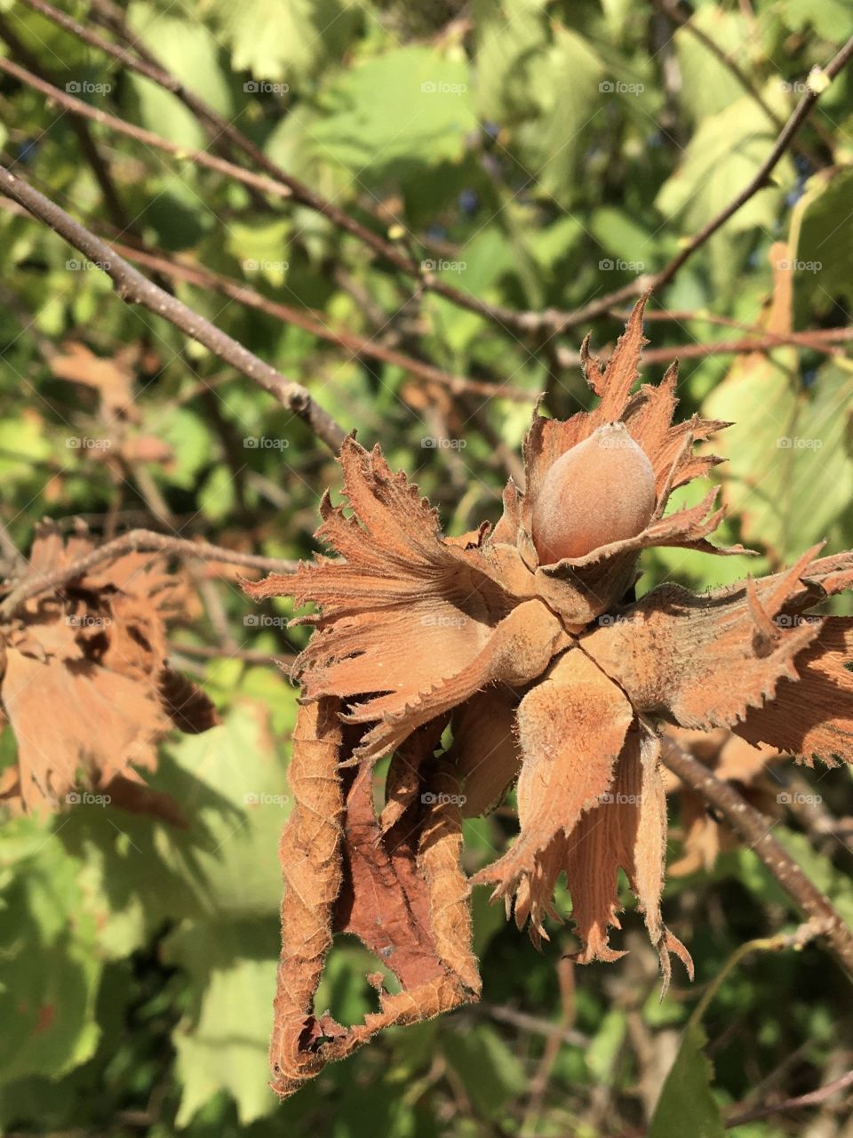 Brown hazelnuts on trees