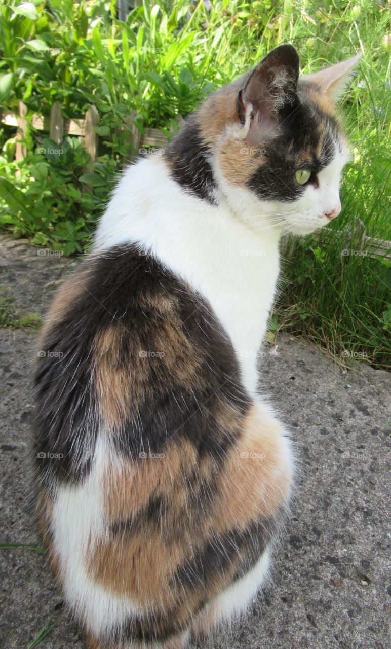 Calico cat sat in the shade on a hot summers day