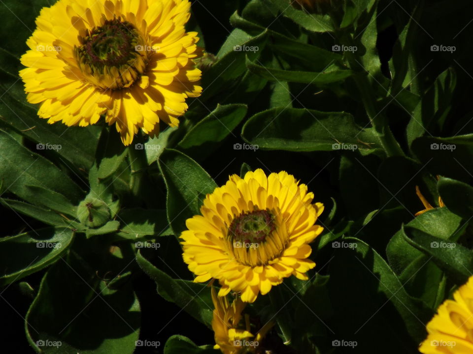 calendula