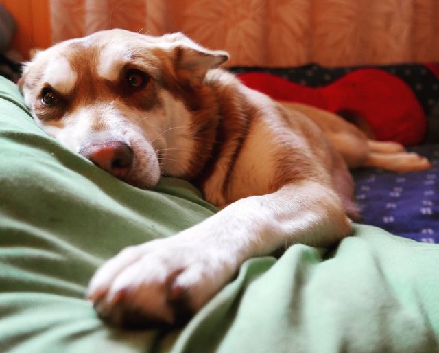 Indi the dog (husky mix), 2 years old
