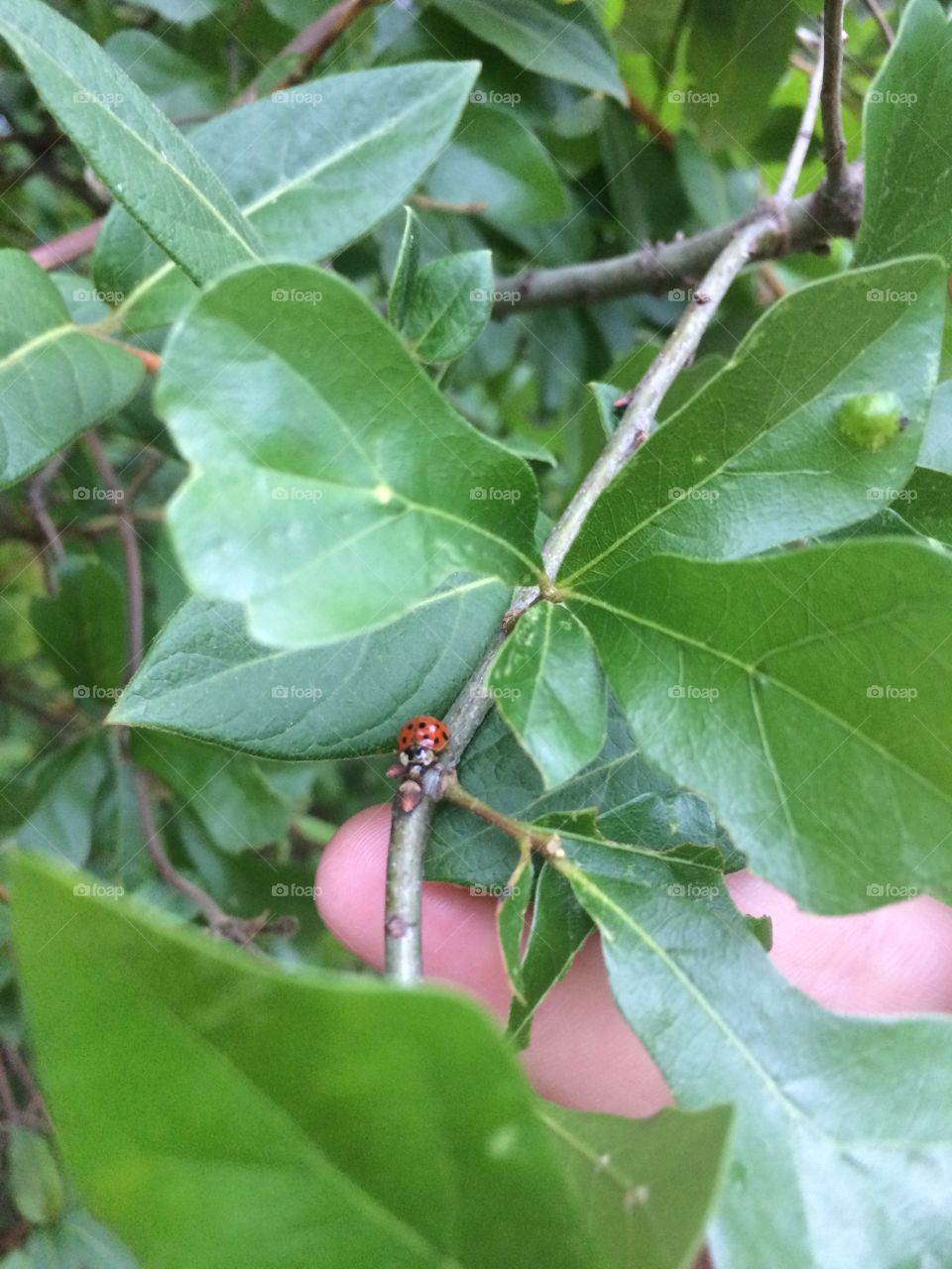 True red Texas ladybug 🐞 