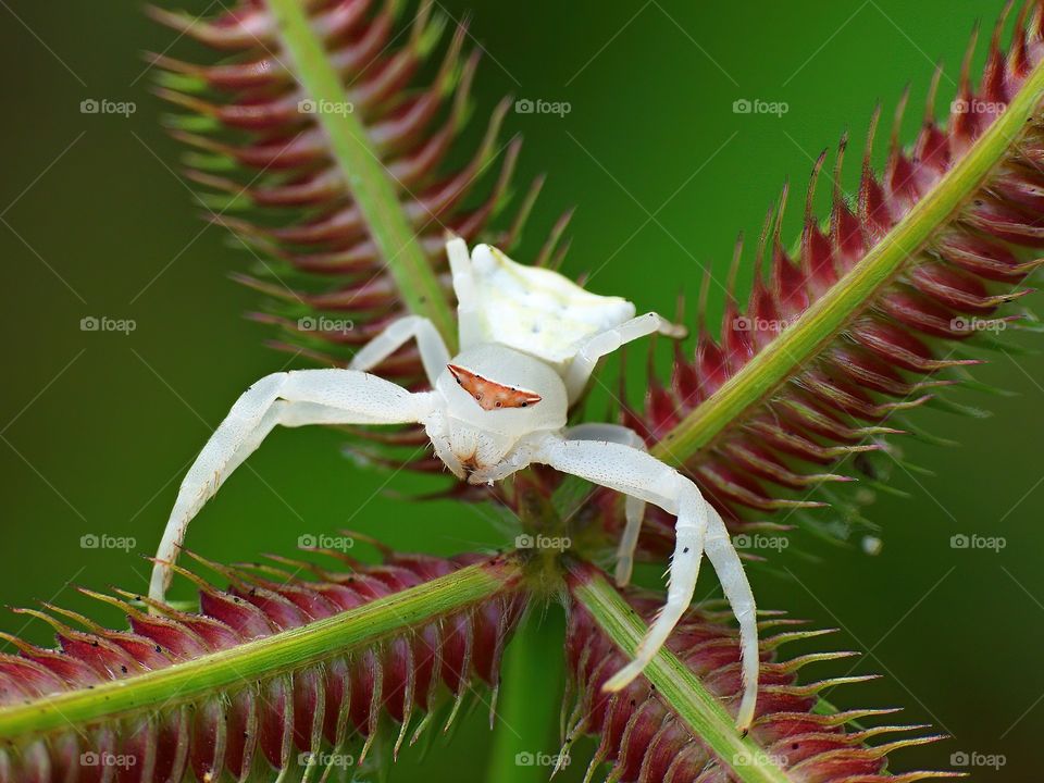 Crab Spider