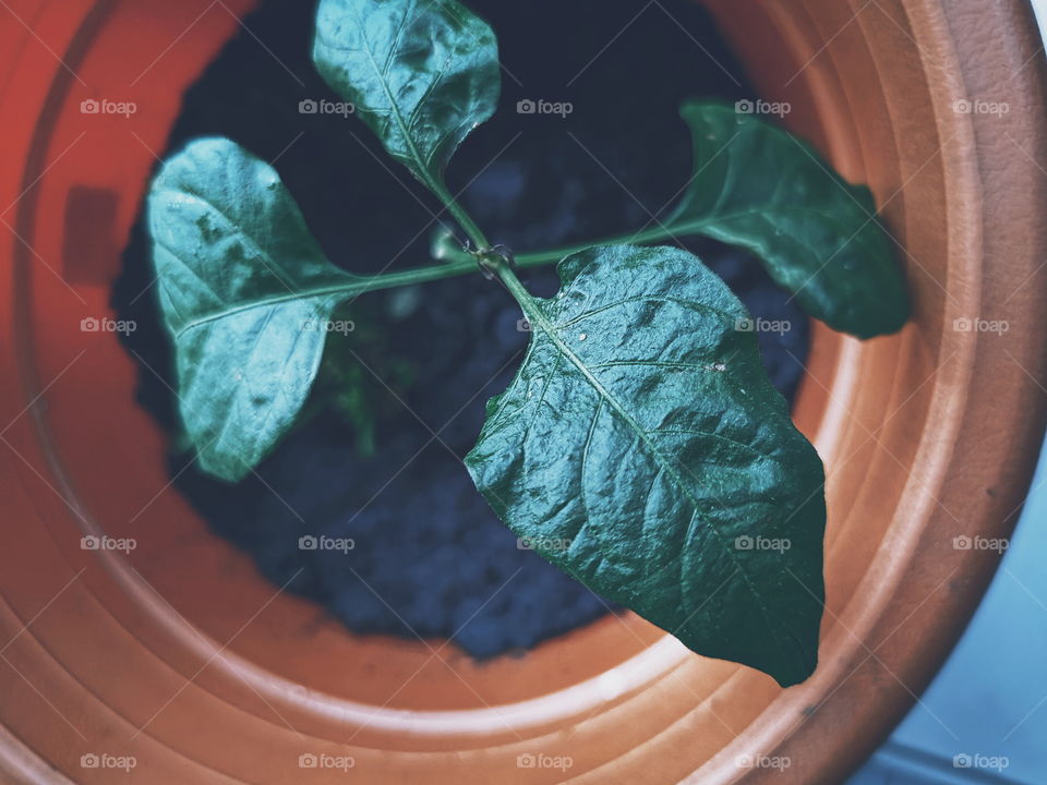 Potted plant