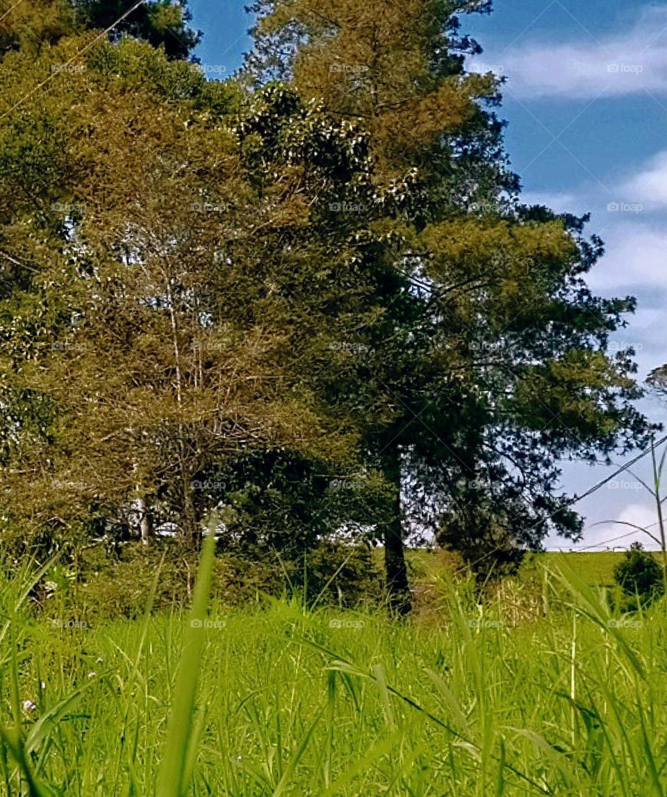 view of grass and trees