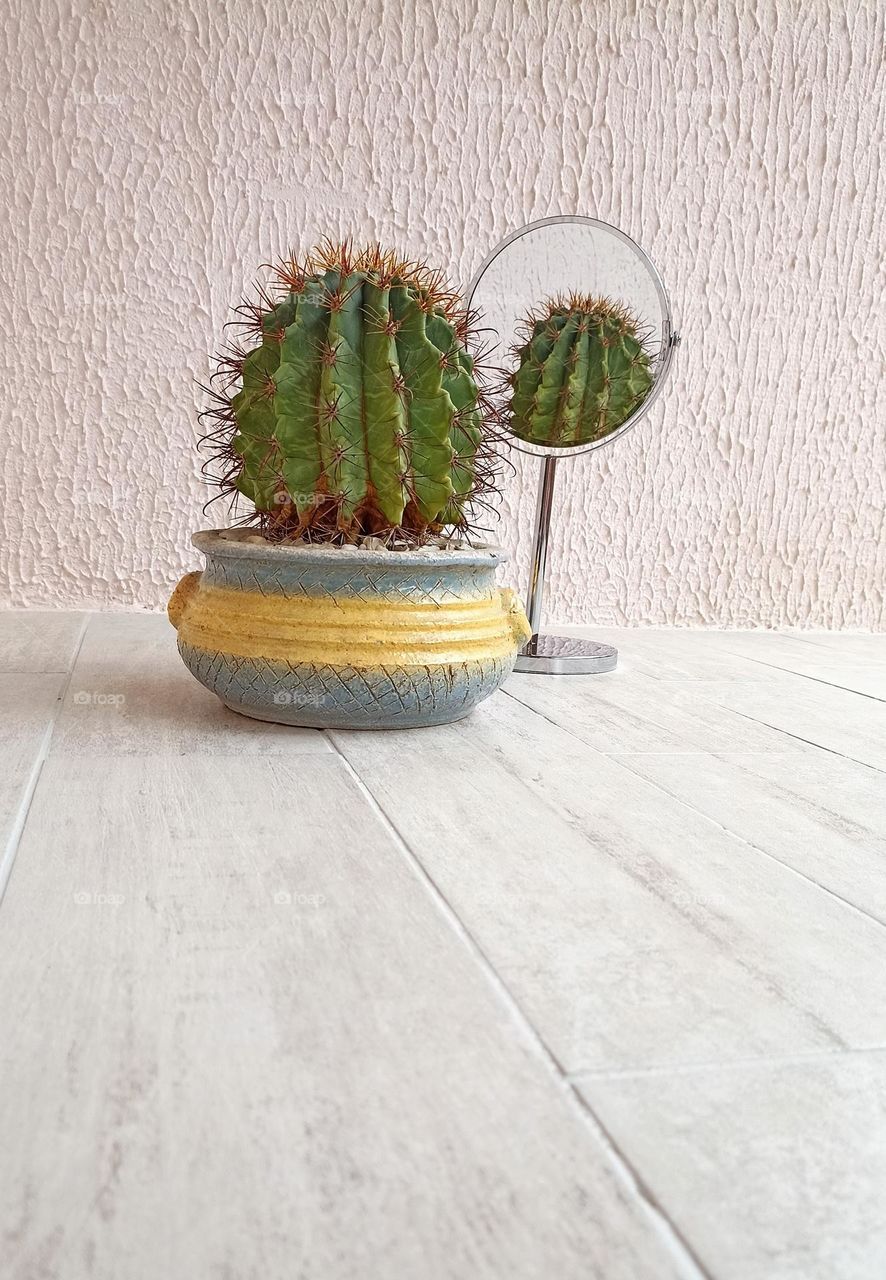 cactus house plant in pot and reflection in mirror view from the ground