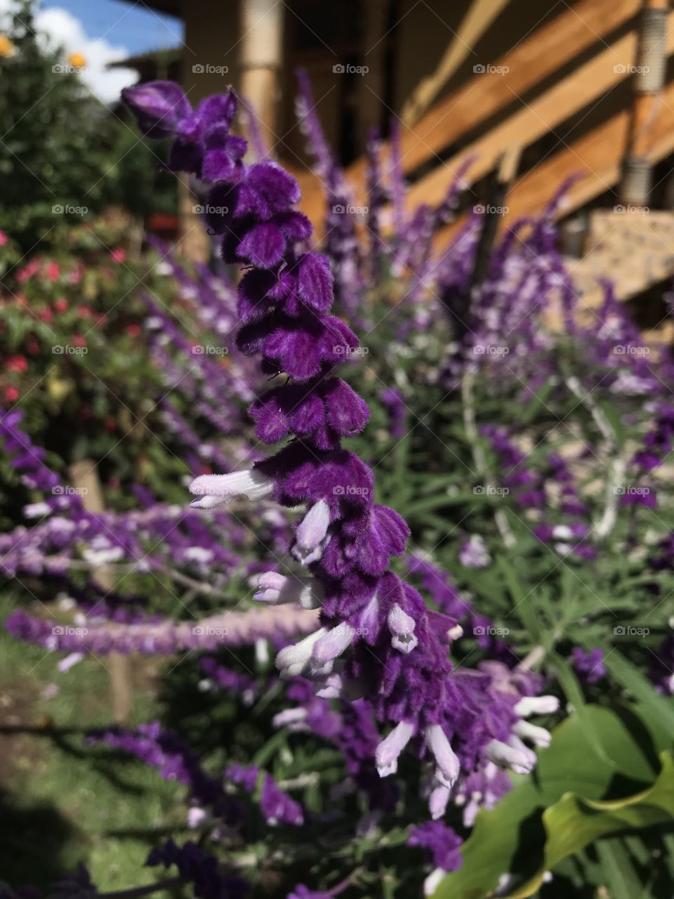 Flower Studio Purple