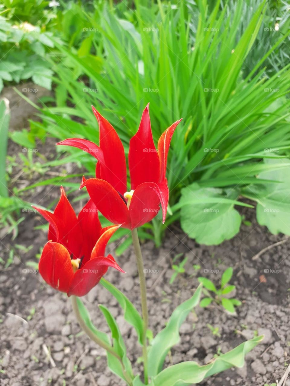 Spring tulips.